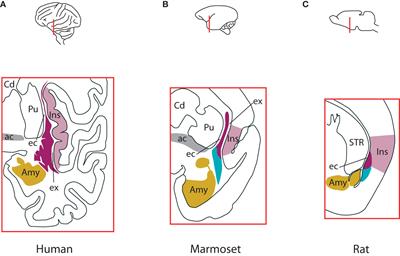 Anatomical and physiological characteristics of claustrum neurons in primates and rodents